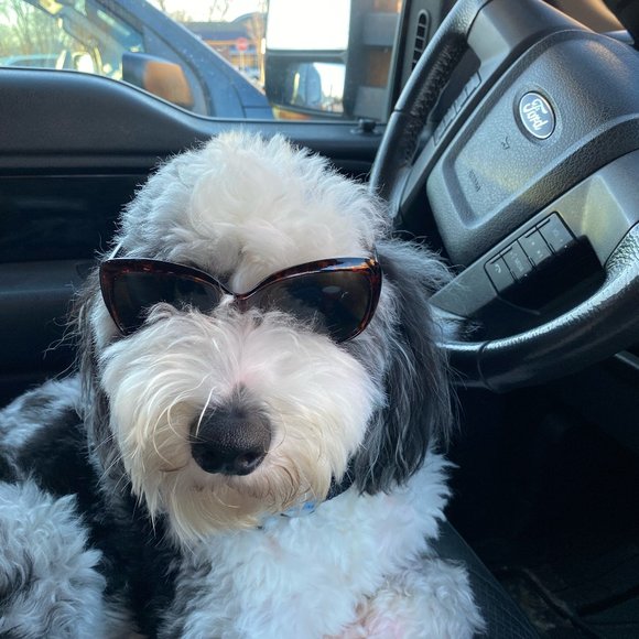 Posh Ambassador! - Picture 1 of 1